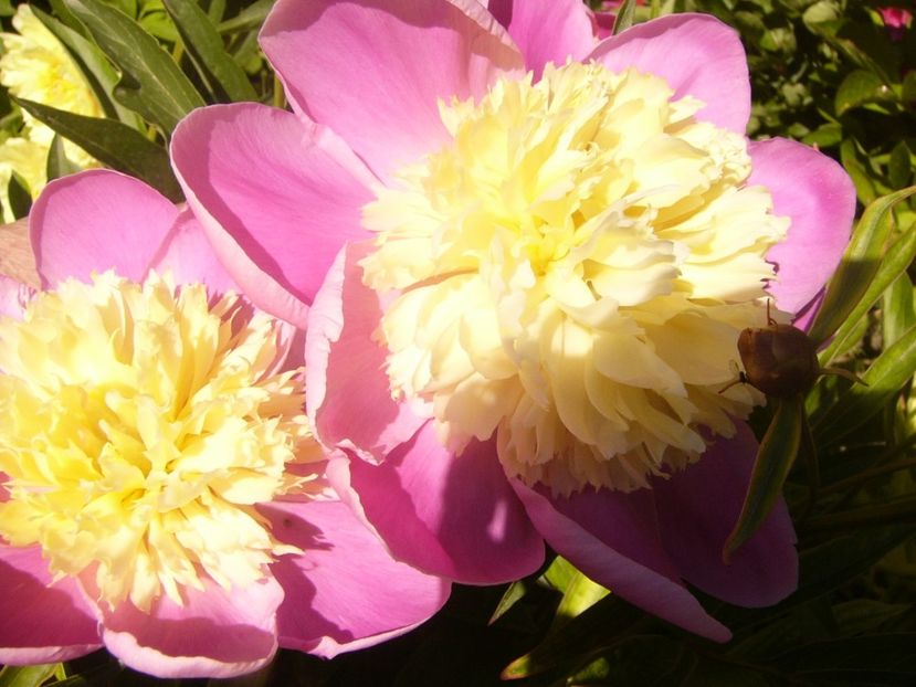 P1370009 - ANUL2020 II