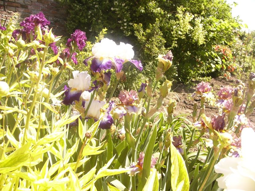 P1370010 - ANUL2020 II