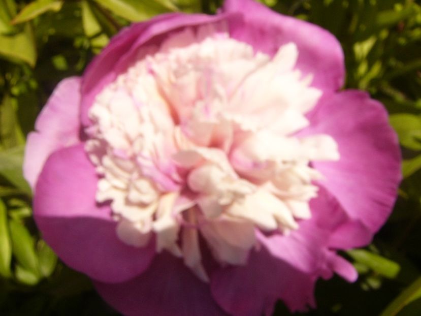 P1370013 - ANUL2020 II