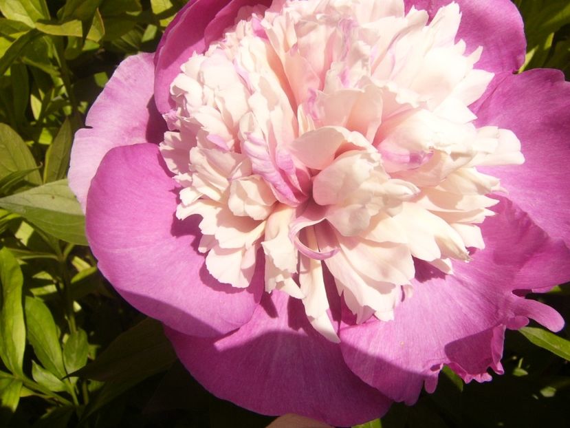 P1370015 - ANUL2020 II