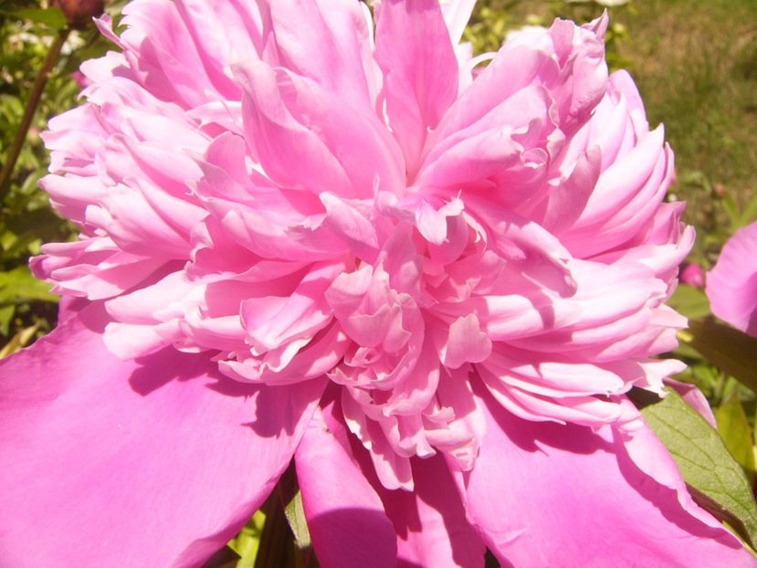 P1370016 - ANUL2020 II