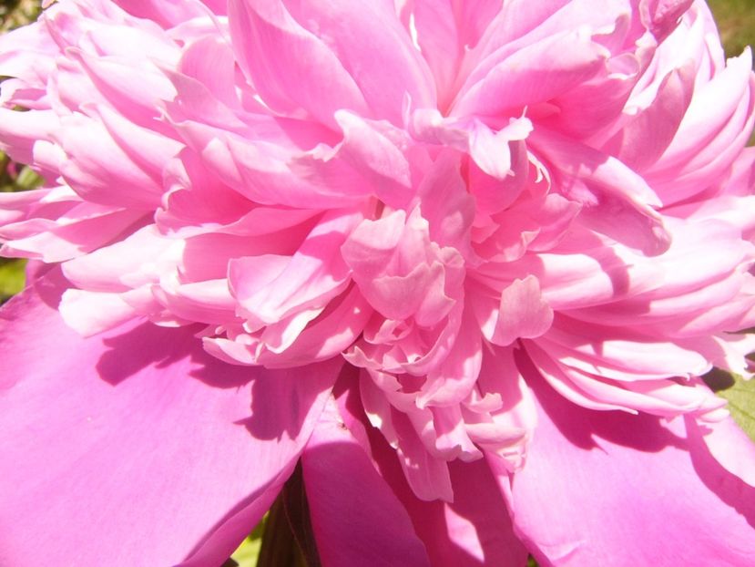 P1370017 - ANUL2020 II