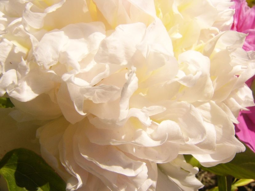 P1370020 - ANUL2020 II