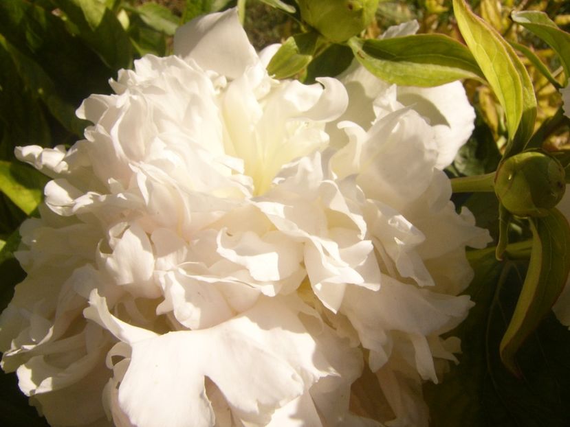 P1370023 - ANUL2020 II