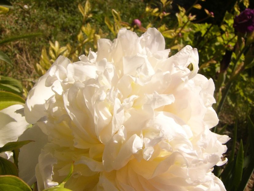 P1370025 - ANUL2020 II