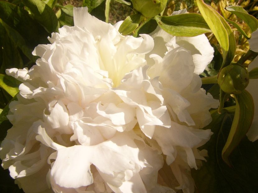 P1370026 - ANUL2020 II