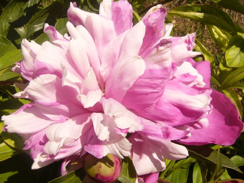 P1370031 - ANUL2020 II