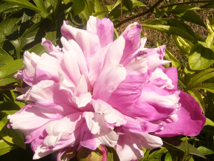 P1370032 - ANUL2020 II