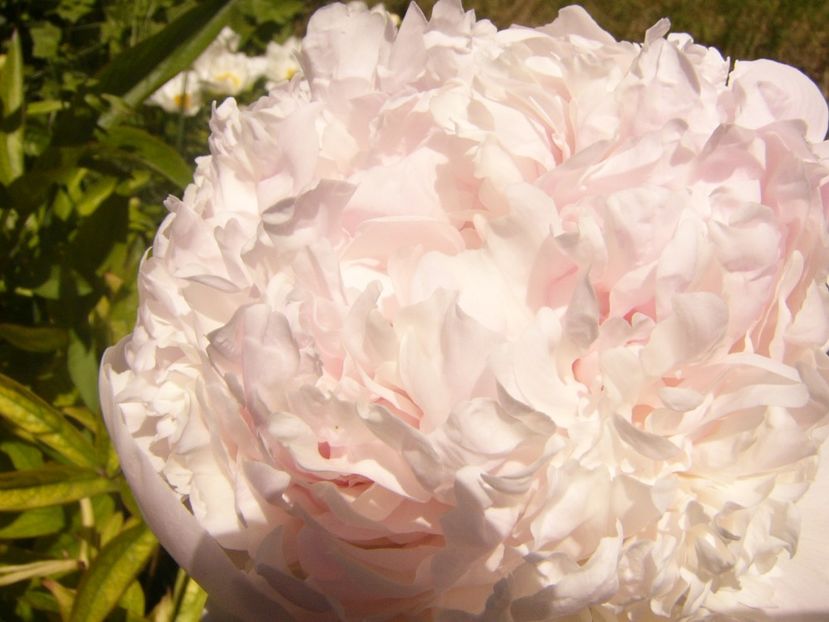 P1370035 - ANUL2020 II