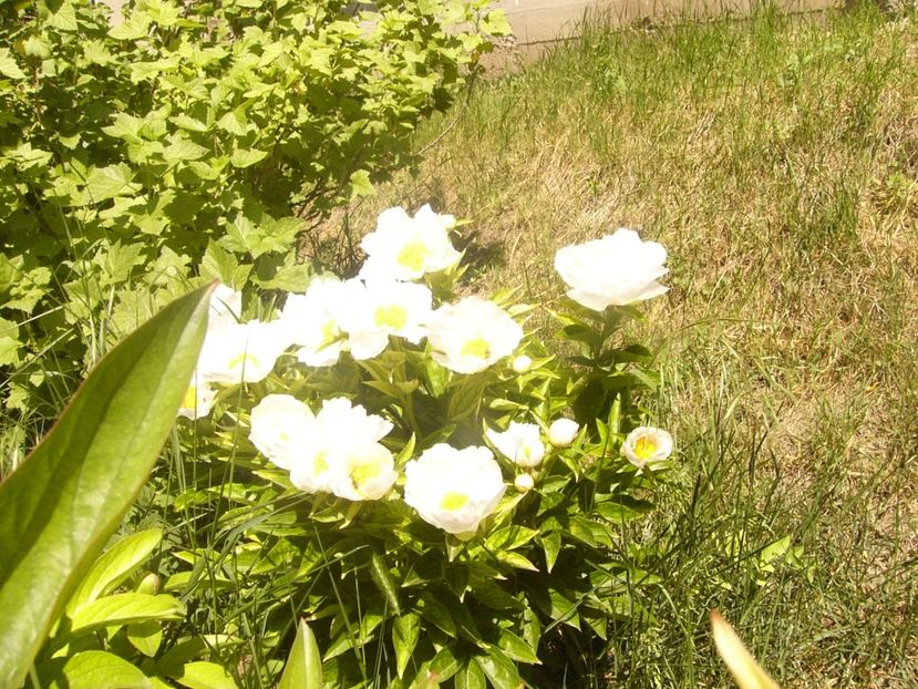 P1370037 - ANUL2020 II