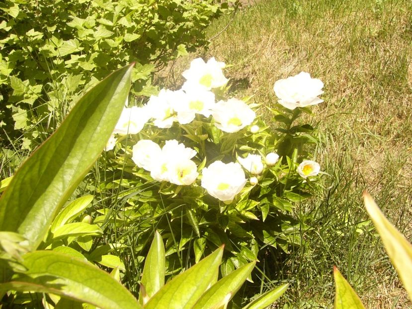 P1370038 - ANUL2020 II