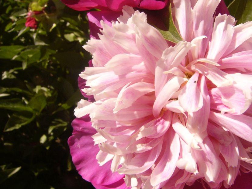 P1370043 - ANUL2020 II