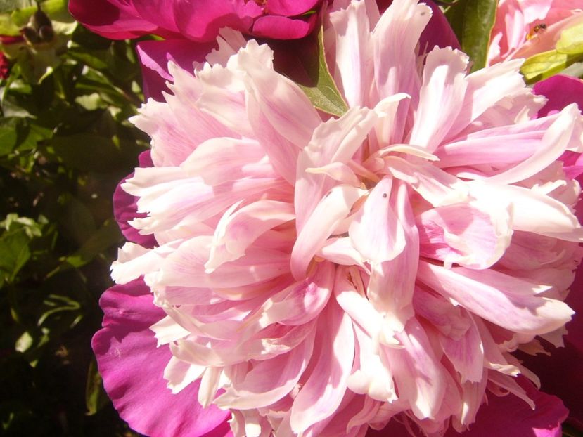 P1370044 - ANUL2020 II