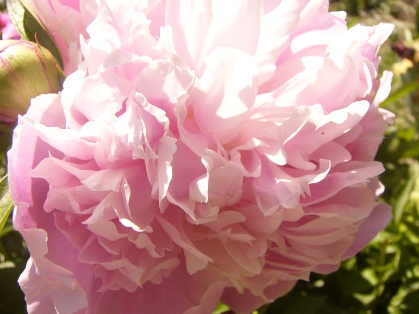 P1370045 - ANUL2020 II