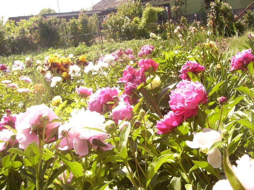 P1370047 - ANUL2020 II