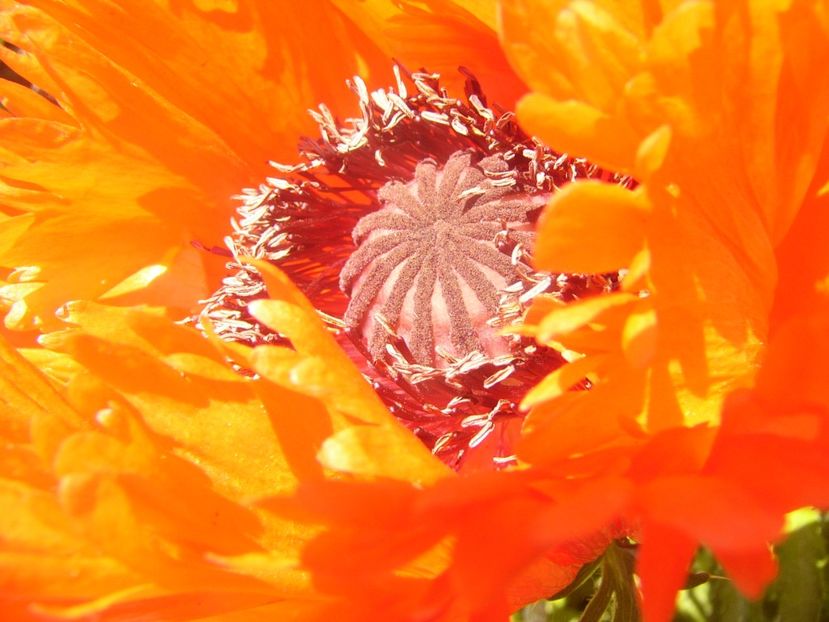 P1370048 - ANUL2020 II