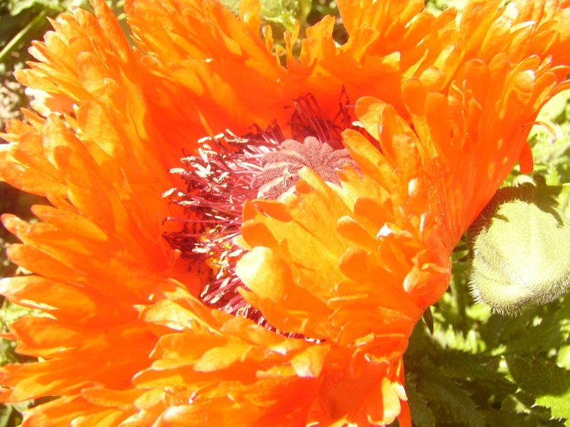 P1370049 - ANUL2020 II