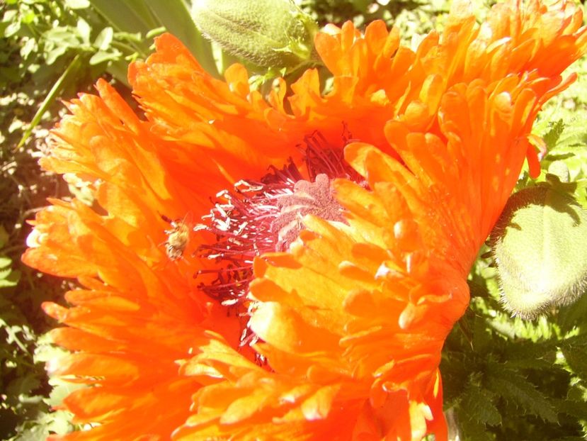 P1370050 - ANUL2020 II