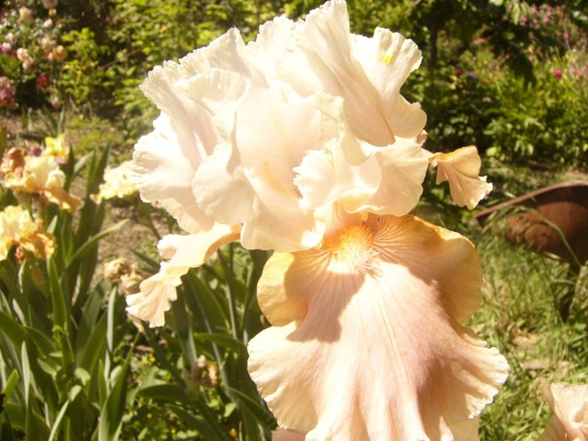 P1370053 - ANUL2020 II