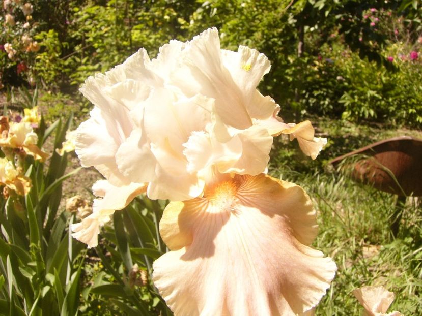 P1370054 - ANUL2020 II