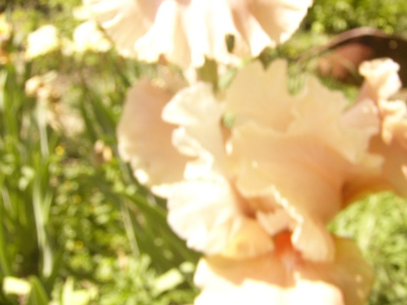 P1370055 - ANUL2020 II