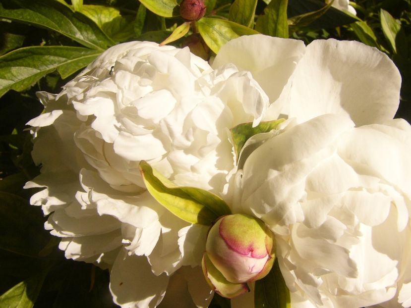 P1370057 - ANUL2020 II