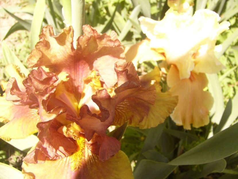 P1370058 - ANUL2020 II