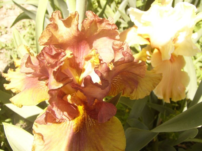 P1370059 - ANUL2020 II