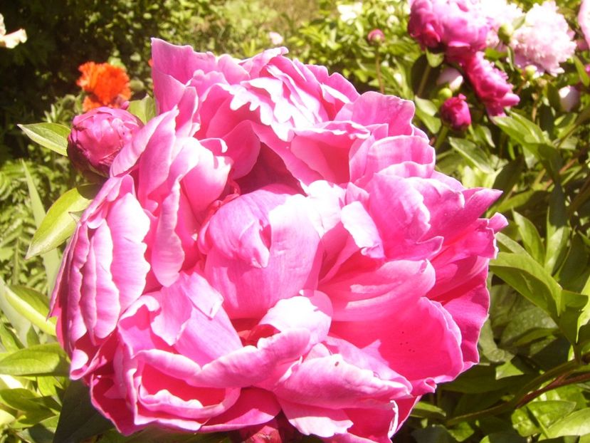 P1370061 - ANUL2020 II