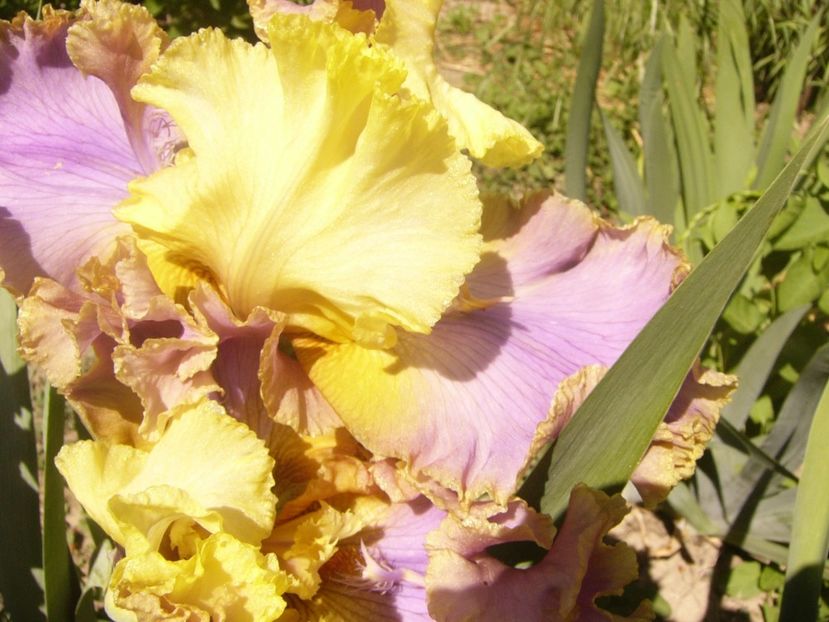 P1370064 - ANUL2020 II