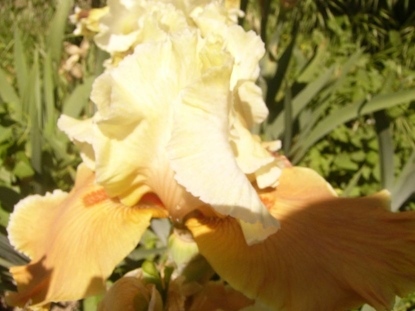 P1370068 - ANUL2020 II