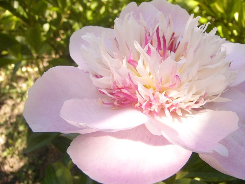 P1370074 - ANUL2020 II