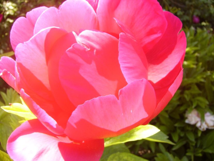 P1370075 - ANUL2020 II