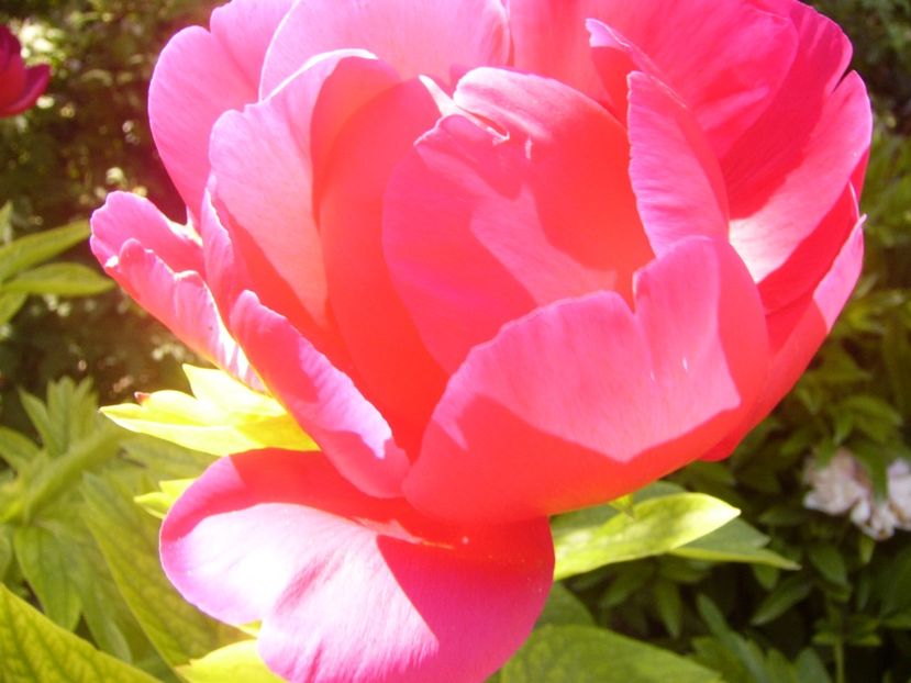 P1370077 - ANUL2020 II