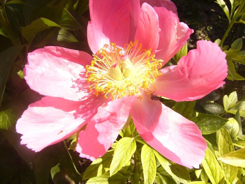 P1370078 - ANUL2020 II