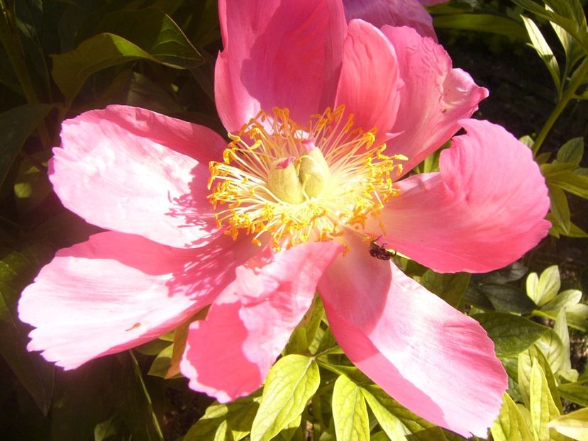 P1370079 - ANUL2020 II