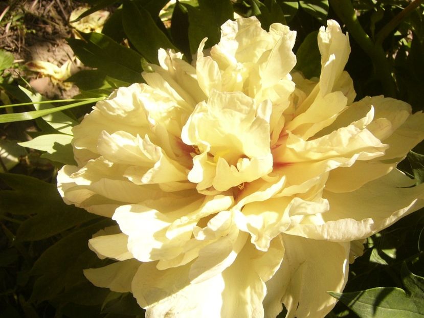 P1370081 - ANUL2020 II