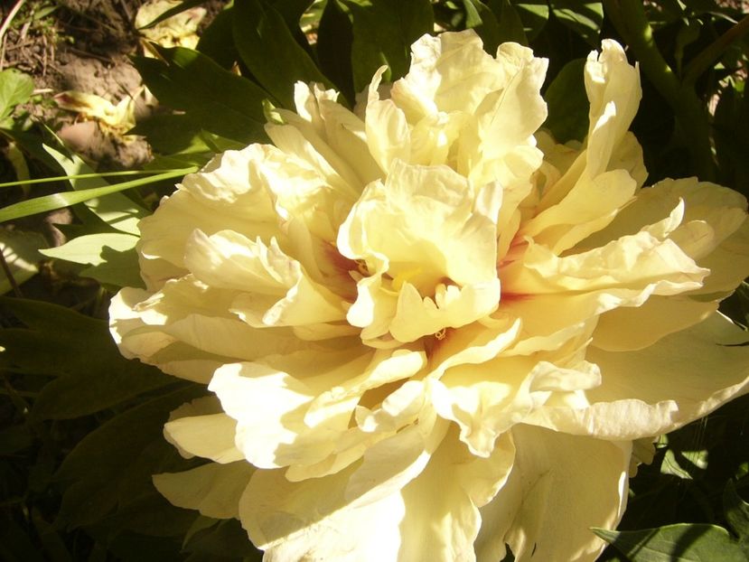 P1370082 - ANUL2020 II