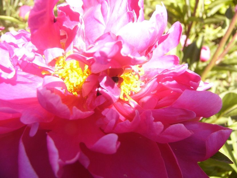 P1370086 - ANUL2020 II