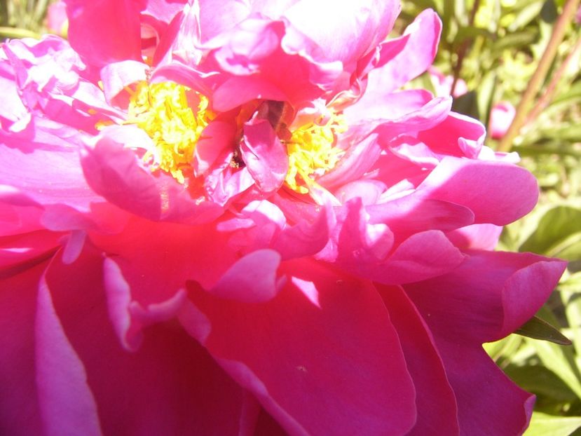 P1370087 - ANUL2020 II