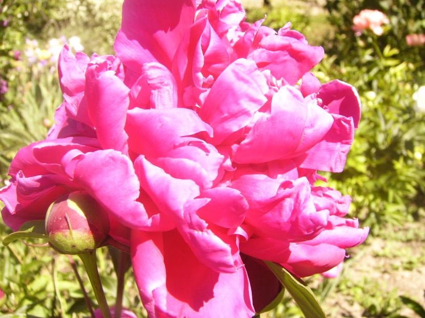 P1370088 - ANUL2020 II