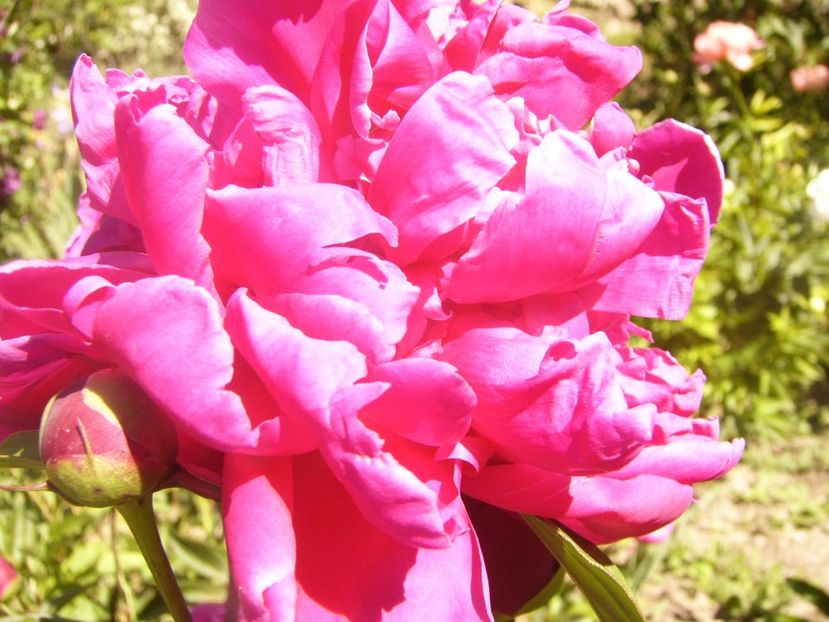 P1370089 - ANUL2020 II