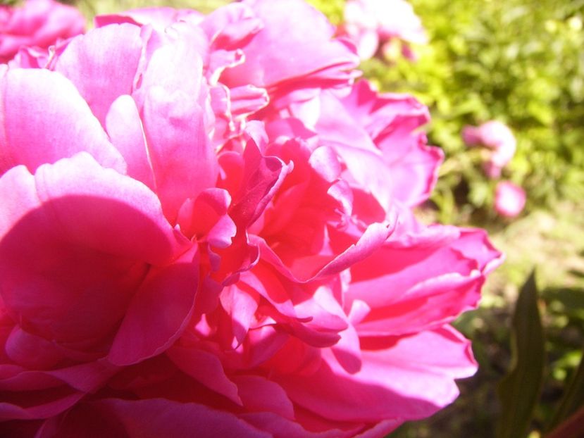 P1370091 - ANUL2020 II