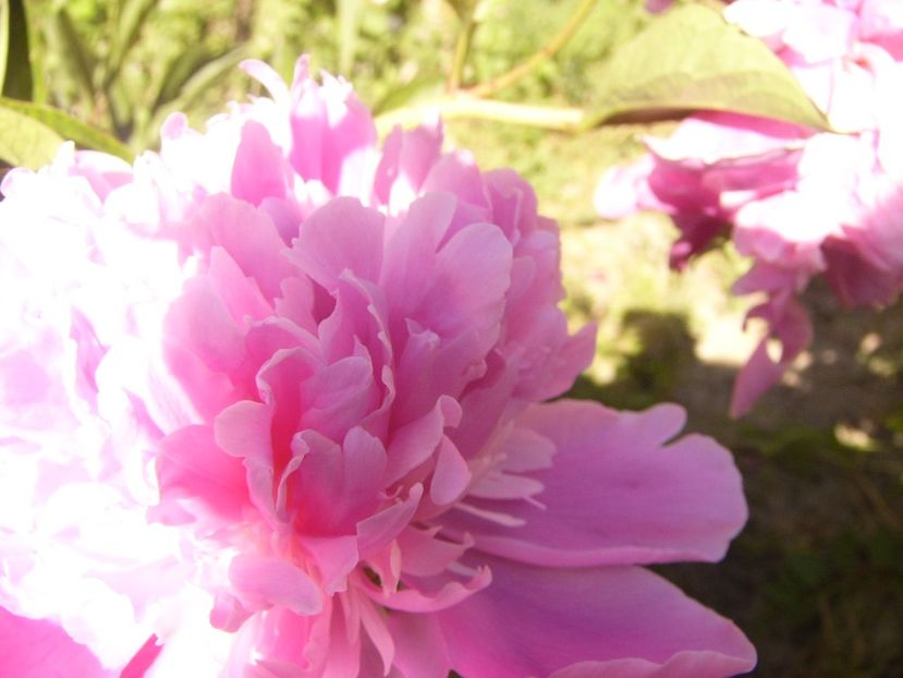 P1370094 - ANUL2020 II