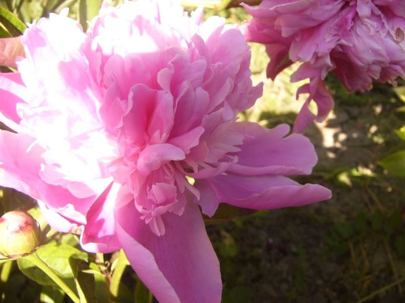 P1370095 - ANUL2020 II