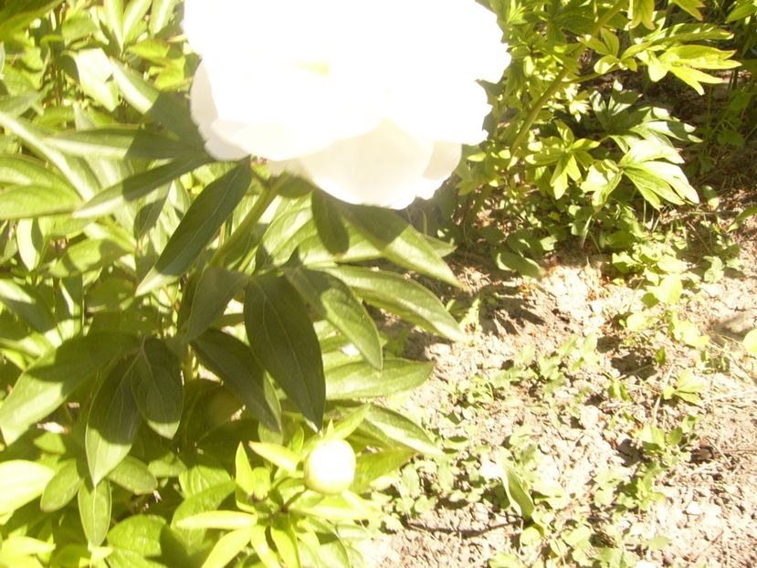 P1370096 - ANUL2020 II