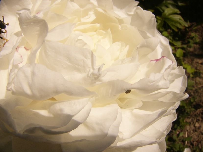 P1370097 - ANUL2020 II