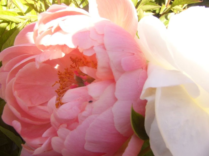 P1370104 - ANUL2020 II