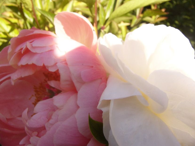 P1370105 - ANUL2020 II