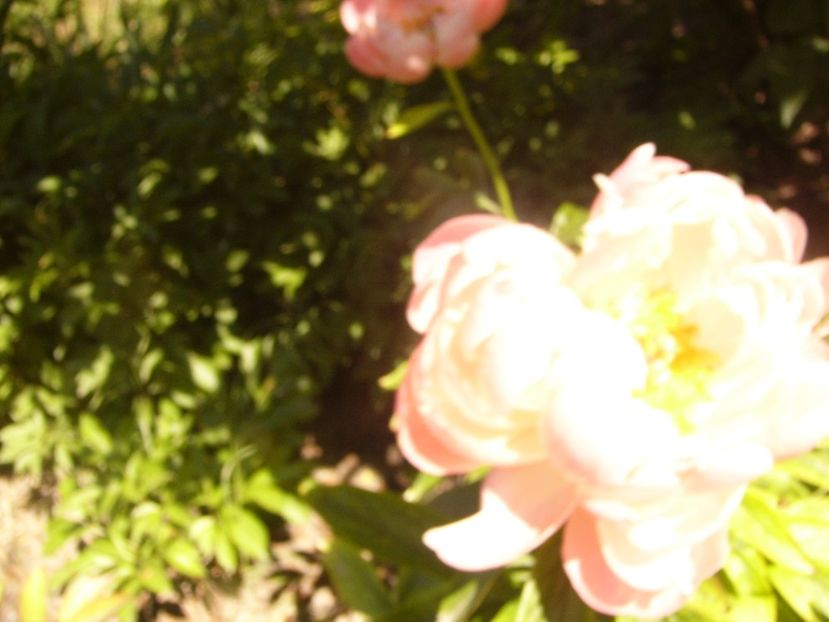 P1370106 - ANUL2020 II